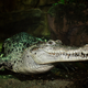 Illustration for article titled Smonday Crocodilian - Crocodylus novaguineae Edition